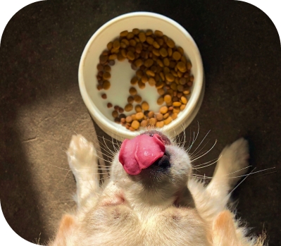 100% guarantee of quality feed and pet supplies