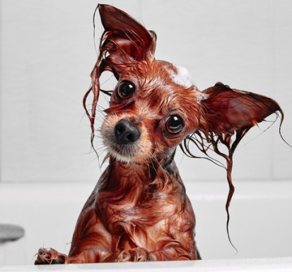 Washing your pet starts with the right shampoo